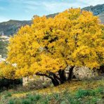Javor francúzsky (Acer monspessulanum) - výška 20-40 cm, kont. C3L
